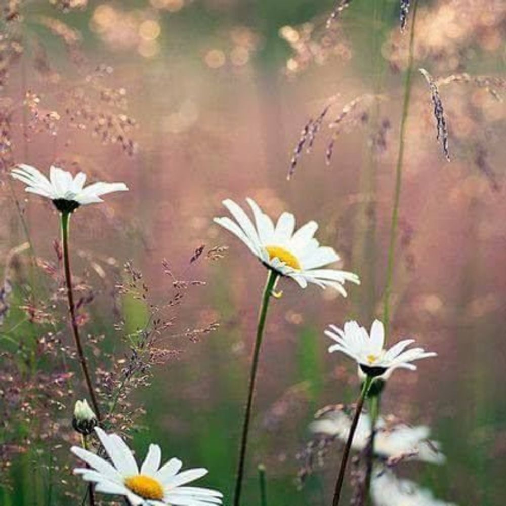 Meet your Posher, Michele